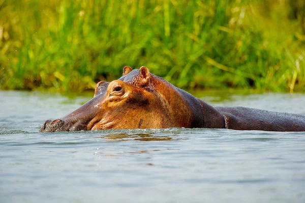 Hippopotamus in the river of Africa — Stockfoto