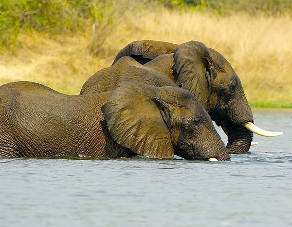 Elefantenpaar im Wasser — Stockfoto