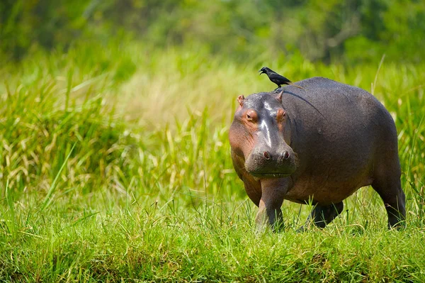 Hipopótamo caminha com um pássaro — Fotografia de Stock