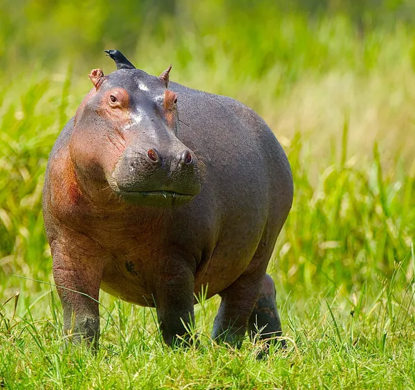 Ippopotamo e un uccello sulla schiena — Foto Stock