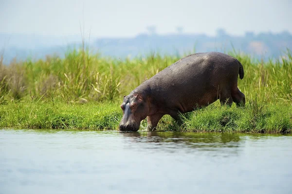 Ippopotamo dall'Uganda beve l'acqua — Foto Stock