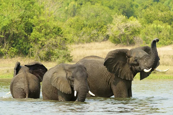 Groep van olifanten neemt douche in het water — Stockfoto