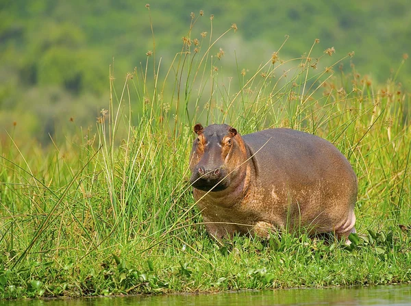African hippopotamus — Stock Photo, Image