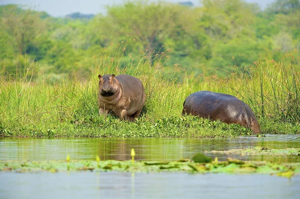 Dos hipopótamos entran en el agua —  Fotos de Stock