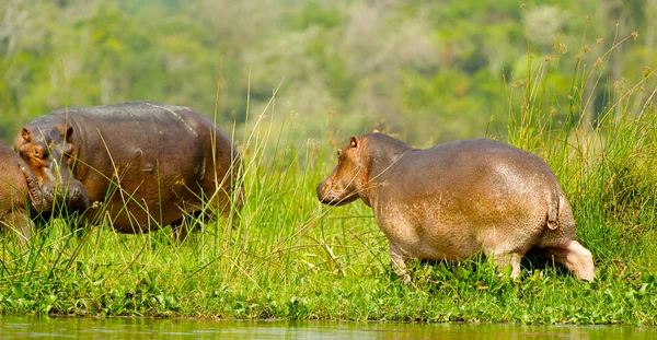 Hippopotamus walks away from the river