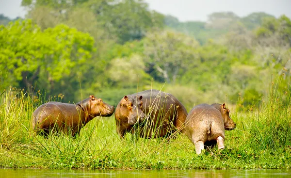 Trois hippopotames d'Afrique sur la côte du fleuve — Photo