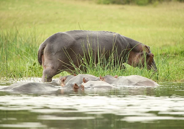 Muchos hipopótamos en el río — Foto de Stock