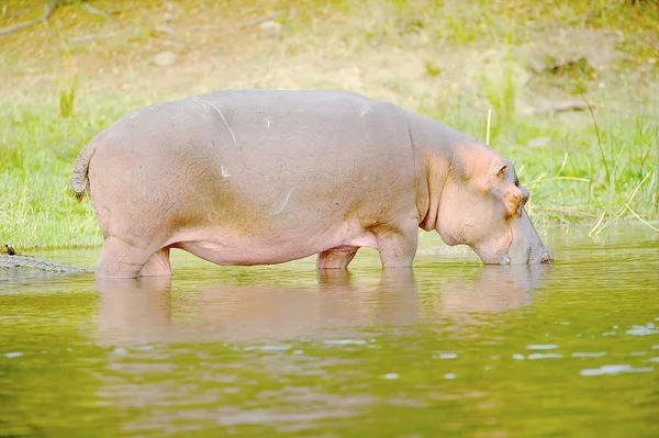 Hipopotam napoje z rzeki — Zdjęcie stockowe