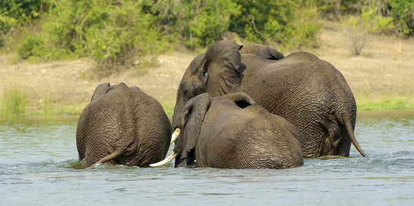 Elephant family from Uganda in the water — Stock Photo, Image