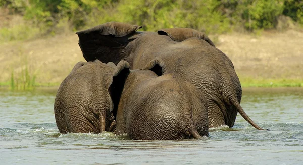 Famiglia di elefanti dall'Uganda in acqua — Foto Stock