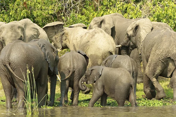 Flock of the elephants — Stock Photo, Image