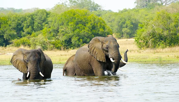 Les éléphants prennent une douche dans l'eau — Photo
