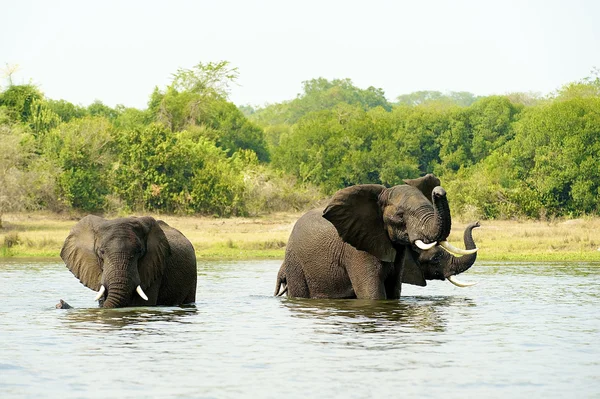 Dos elefantes africanos en el agua de Uganda —  Fotos de Stock