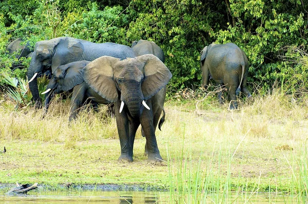Elefante em frente ao rebanho — Fotografia de Stock