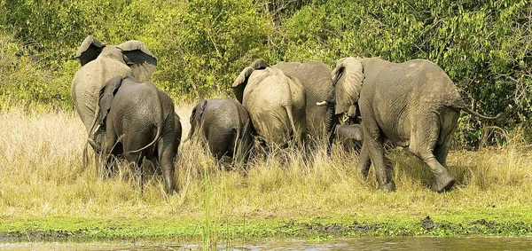 Flock of the elephants walks away in Africa — Stock Photo, Image