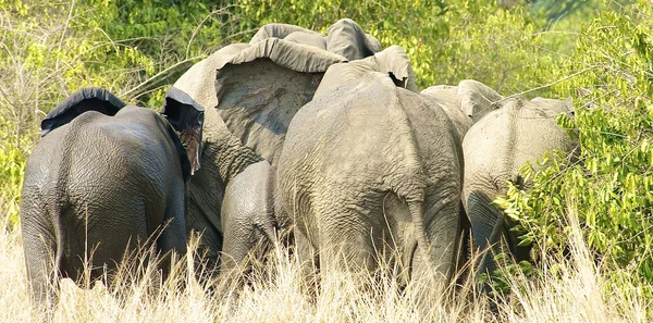 Elephants from Africa — Stock Photo, Image