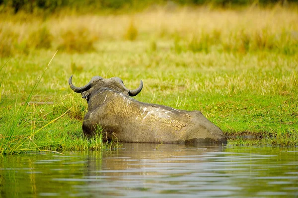 Buffalo nada en el río — Foto de Stock