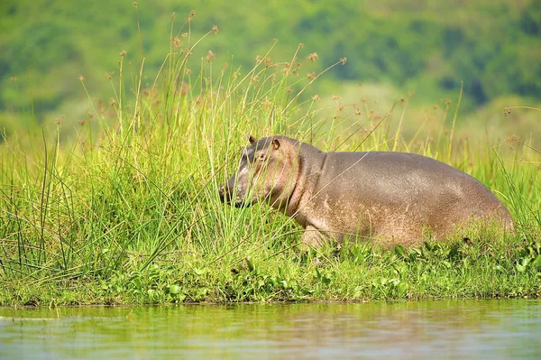 Ippopotamo sulla costa di un fiume in Africa — Foto Stock