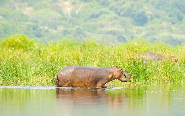 Nehrin ortasında su aygırı