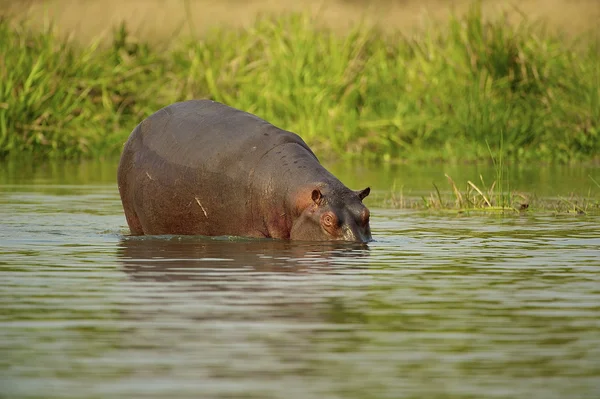 Hippopoamus permanece en el agua —  Fotos de Stock