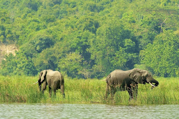 Éléphants sur la côte de la rivière — Photo