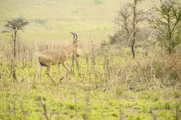 Antiloper hoppar i Afrika — Stockfoto