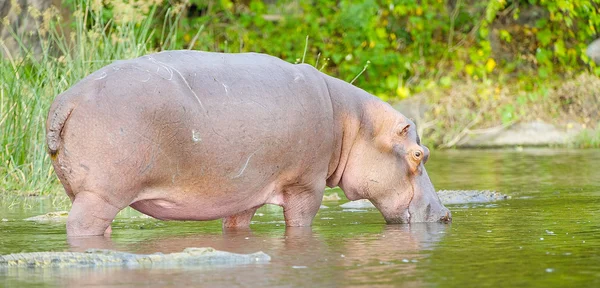 Afrikaanse hippo uit Oeganda — Stockfoto