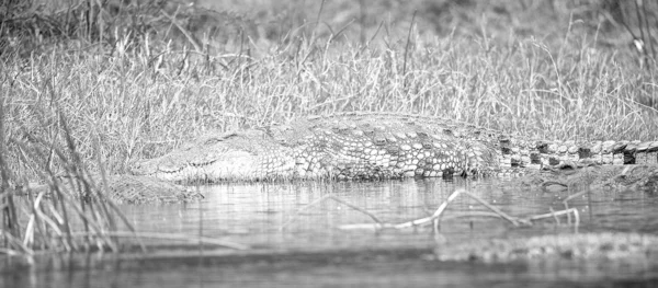 Le crocodile repose sur la rive — Photo