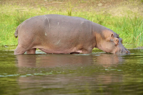Afrikaanse nijlpaard — Stockfoto
