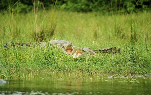 Due coccodrilli sulla riva del fiume — Foto Stock