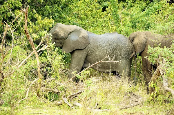 Olifanten in de jungle — Stockfoto