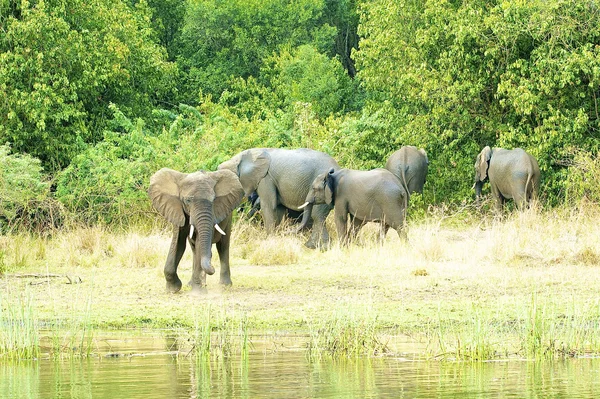 Flock of elephants in Africa — Stock Photo, Image