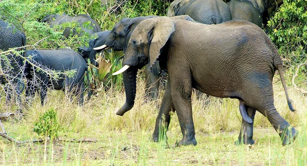 Afrikanska elefanter — Stockfoto