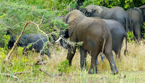 Flock elefanter promenad bort — Stockfoto