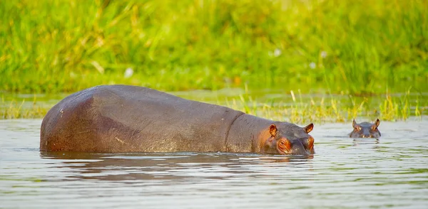 Hippopotamus in the water — Stock Photo, Image