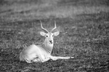 siyah-beyaz antilop bırakır
