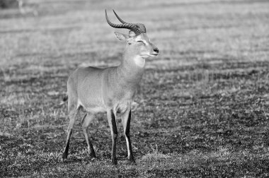 Afrika antilop pozlar