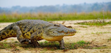 African crocodile clipart