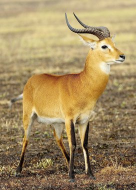 afrika antilop