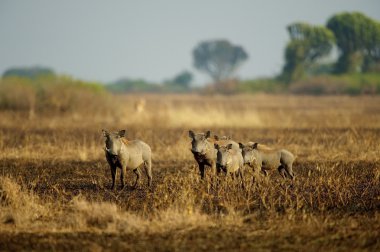 Afrika Yaban domuzları sürüsü