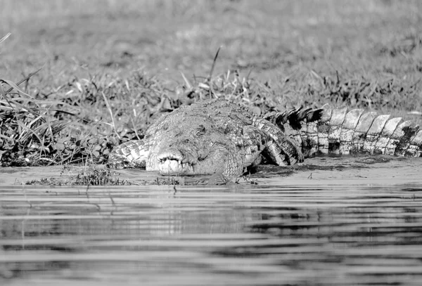 Crocodilo na costa — Fotografia de Stock