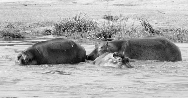 Африканский бегемот в реке — стоковое фото
