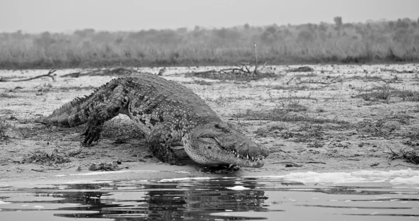 Le crocodile entre dans l'eau — Photo