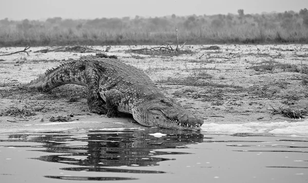 Африканський Крокодил хоче плавати — стокове фото