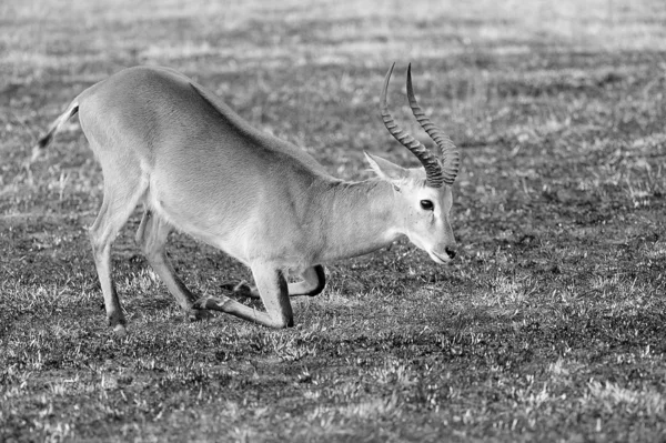 Antelope ที่หัวเข่า — ภาพถ่ายสต็อก