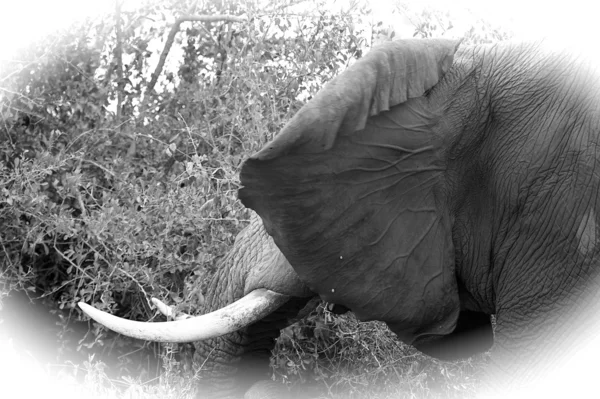 Elefante in Uganda — Foto Stock