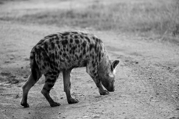 Hyena pe pământ — Fotografie, imagine de stoc