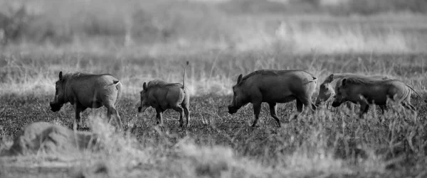 Blanco y negro, cerdos en el campo — Foto de Stock