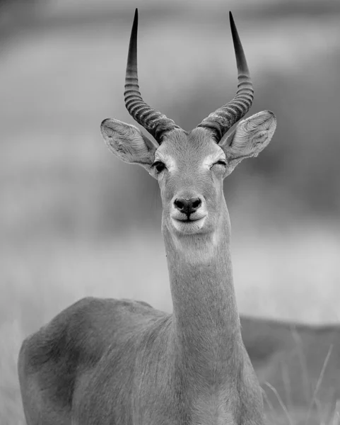 Antelope blinks with left eye — Stock Photo, Image