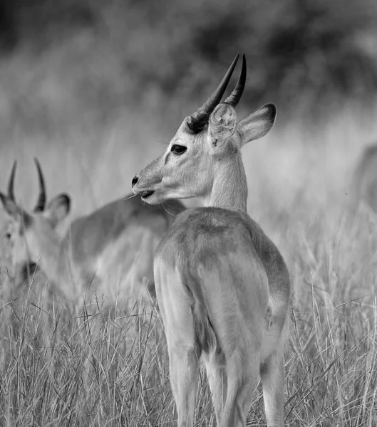 A hátsó antilop — Stock Fotó